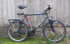 Bike Rental: Königsbullterrier