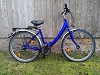 Mauritiusfalke im preiswerten Fahrrad Abo