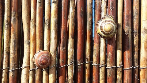 Weidenholzzaun mit 2 Schnirkelschnecken