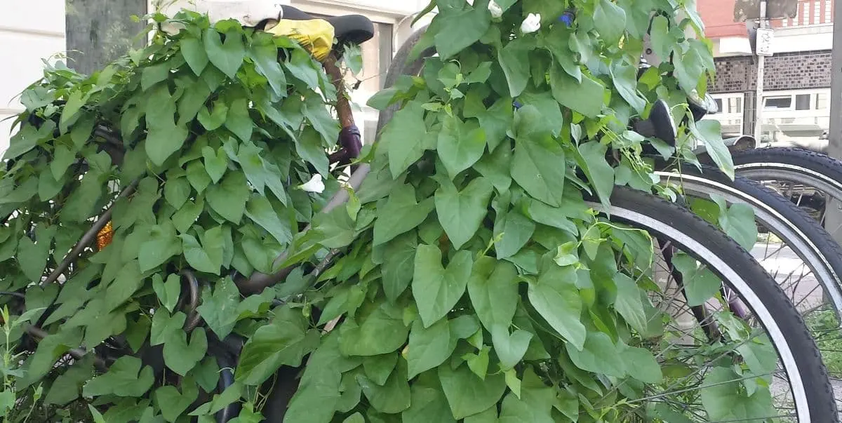 3 von Ackerwinde komplett überwucherte Fahrräder, es schauen nur noch die Vorderräder heraus.