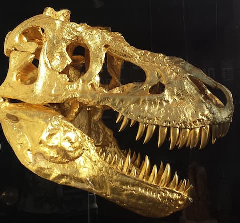 Vergoldeter Tyranno Saurus Rex Schädel vor schwarzem Hintergrund