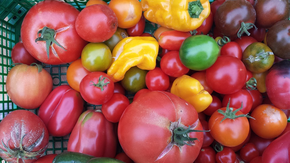 Rotes, gelbes und grünes Kleingemüse im Korb, Tomaten, Paprika usw.